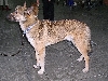 Oostsiberische laika