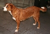 Oostenrijkse pinscher