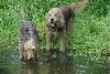 Otterhound