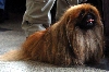 Pekingees