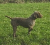 Perdigueiro de Burgos of Staande hond van Burgos