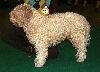 Perro de agua espa&ntilde;ol of Spaanse waterhond