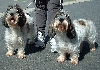 Petit Basset griffon vend&eacute;en