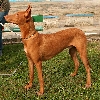 Pharaohond