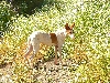 Podenco canario