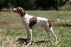 Pointer