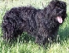 C&atilde;o da Serra de Aires of Portugese herder