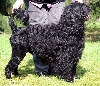Portugese waterhond