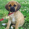 Puggle