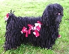 Puli