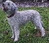 Pumi