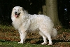 Pyreneese berghond