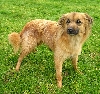 Pyrenese herdershond