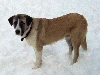 Rafeiro do Alentejo of Alentejo mastiff