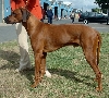 Rhodesian Ridgeback of Pronkrug