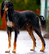 Saluki