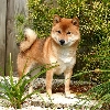 Shiba
