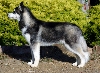 Siberische husky
