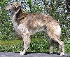 Silken Windhound
