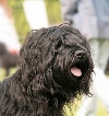 Briards van de Boksenberg