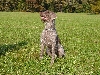 Slovensky Hrubosrsty stavac of Slowaakse staande hond