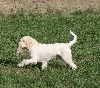 Spinone italiano