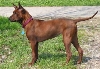 Thai ridgebackdog of Thaise pronkrug