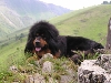 Tibetaanse mastiff of Do-khyi