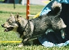 V&auml;stg&ouml;taspets of Vallhund