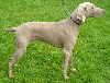 Weimarse staande hond