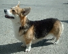 Welsh corgi