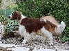 Welsh springer spani&euml;l