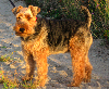Welsh terri&euml;r