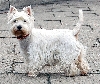 West Highland white terri&euml;r