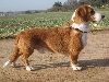 Westfaalse dasbrak