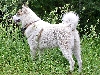 West siberische laika