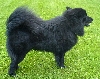 Zweedse lappenhond