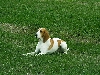 Zwitserse lopende hond