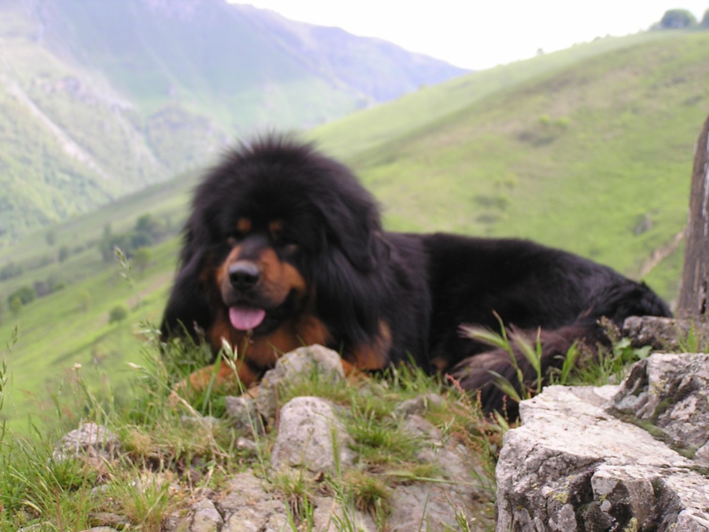 Tibetaanse mastiff of Do-khyi