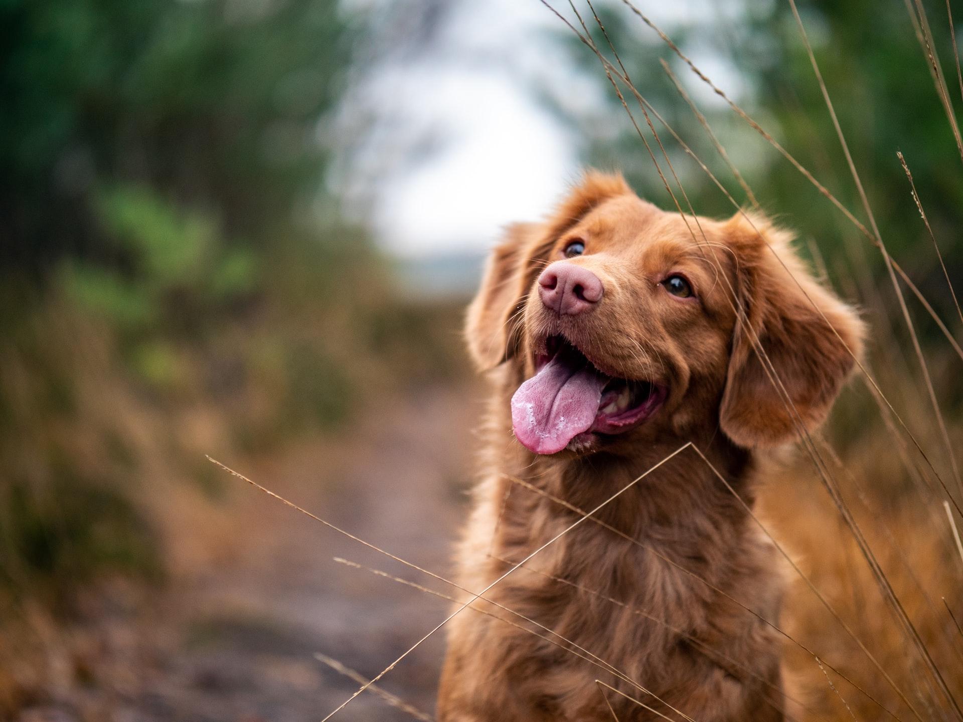 Afbeelding Dit zijn de leukste familiehonden!