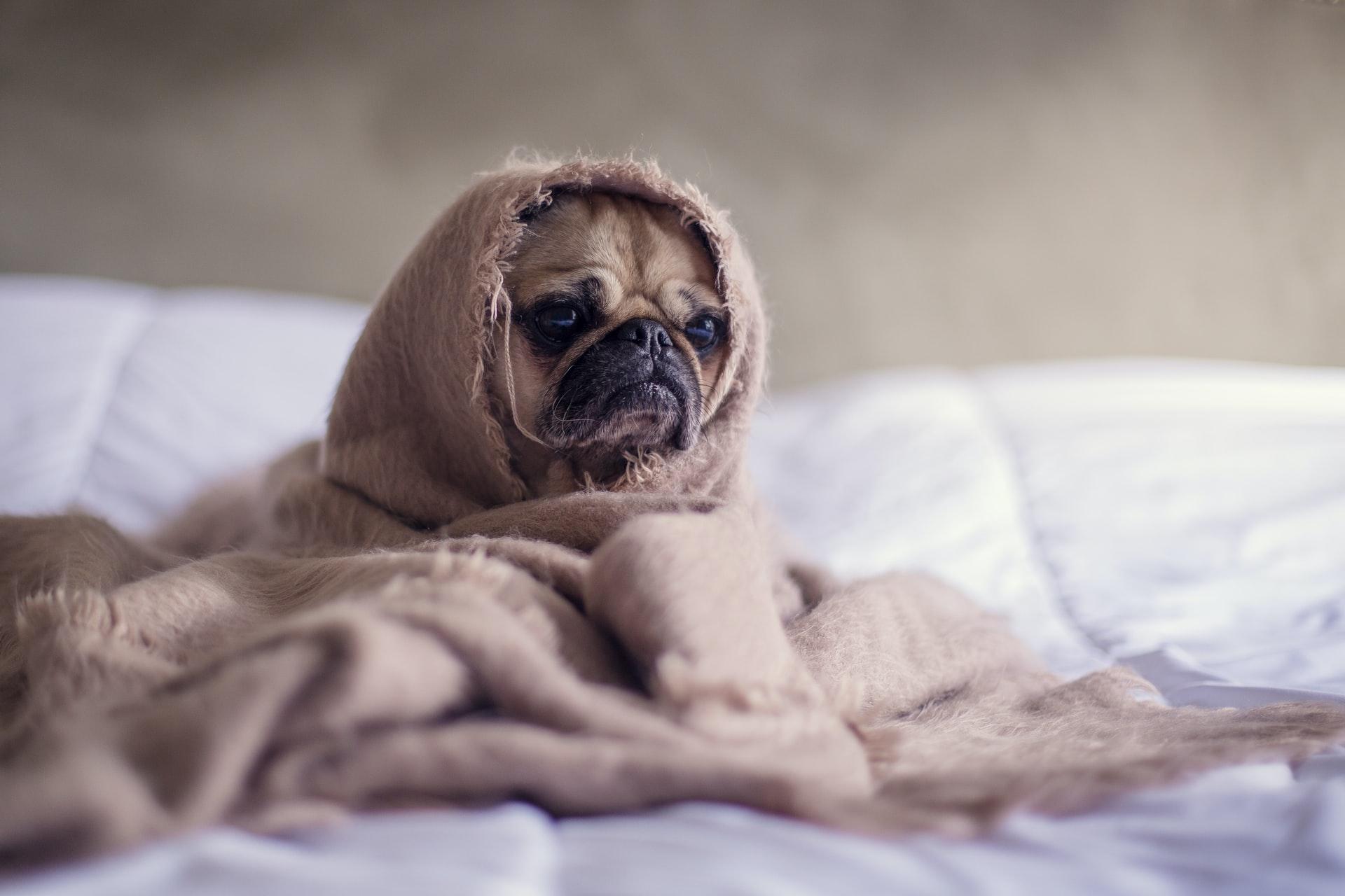 Afbeelding Waarom huilen honden in hun slaap?