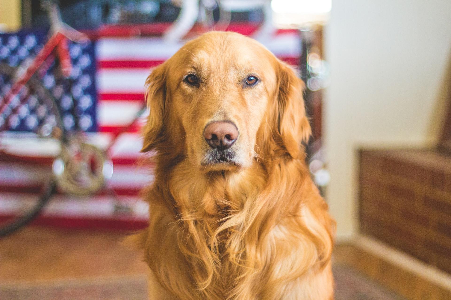 Afbeelding Hoe leert je hond alleen zijn?