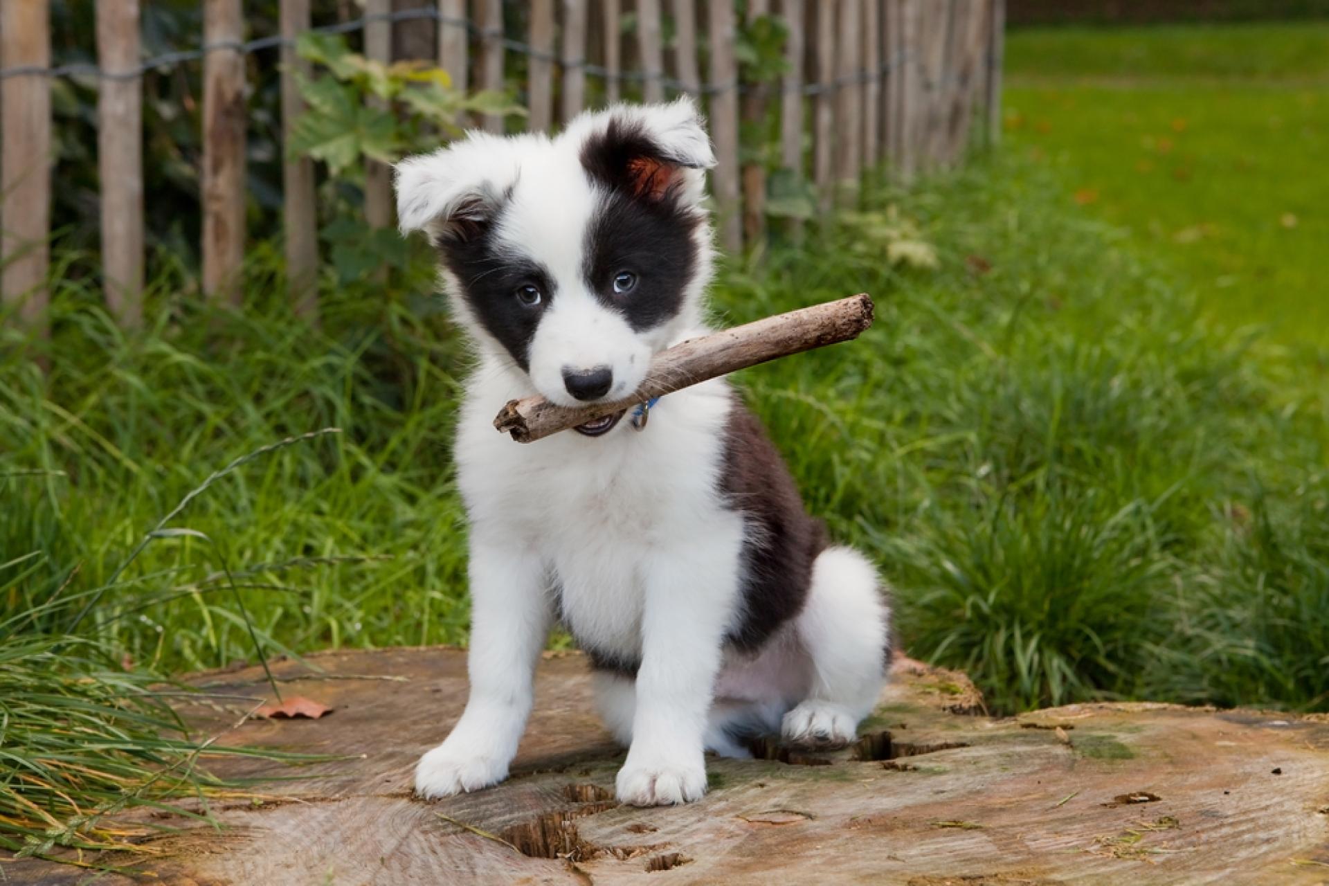 Afbeelding Hoe zorg je voor je eerste puppy