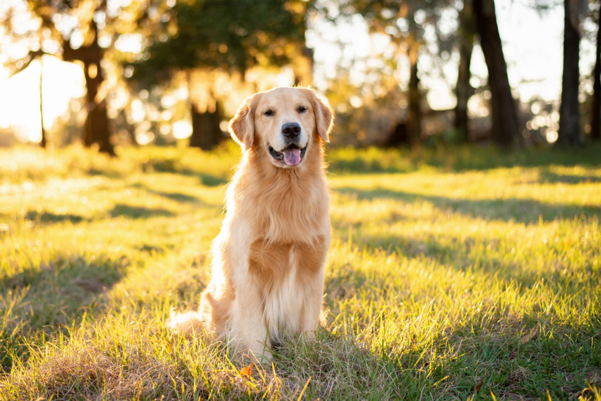 Afbeelding Het gevaar van Giardia bij honden: wat je moet weten