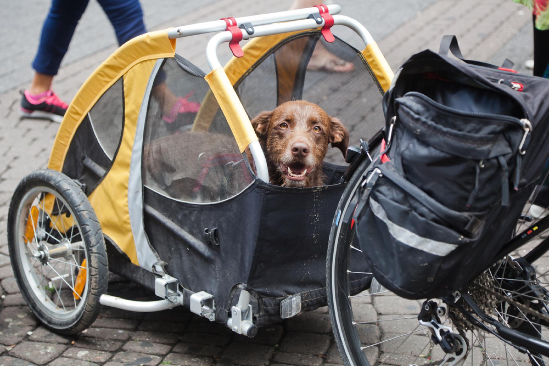 Afbeelding De hondenfietskar is de ideale manier om jouw hond overal mee te nemen