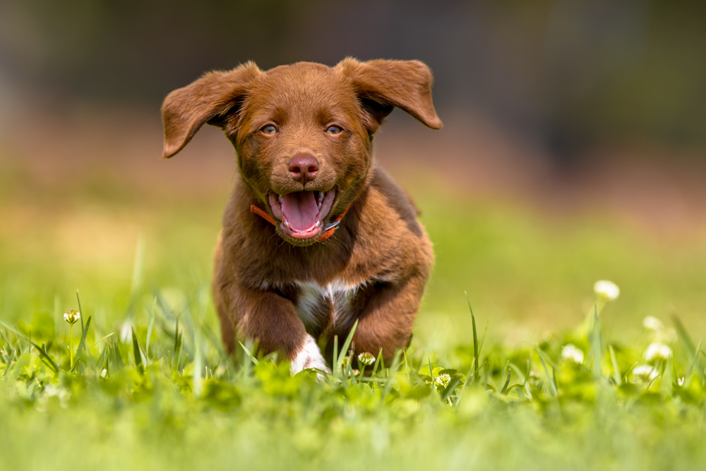 Afbeelding De belangrijkste punten om over na te denken vóór het nemen van een hond