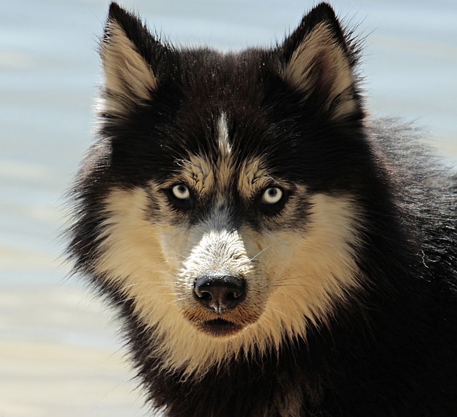 Afbeelding Is je hond ziek? Zo herken je de symptomen