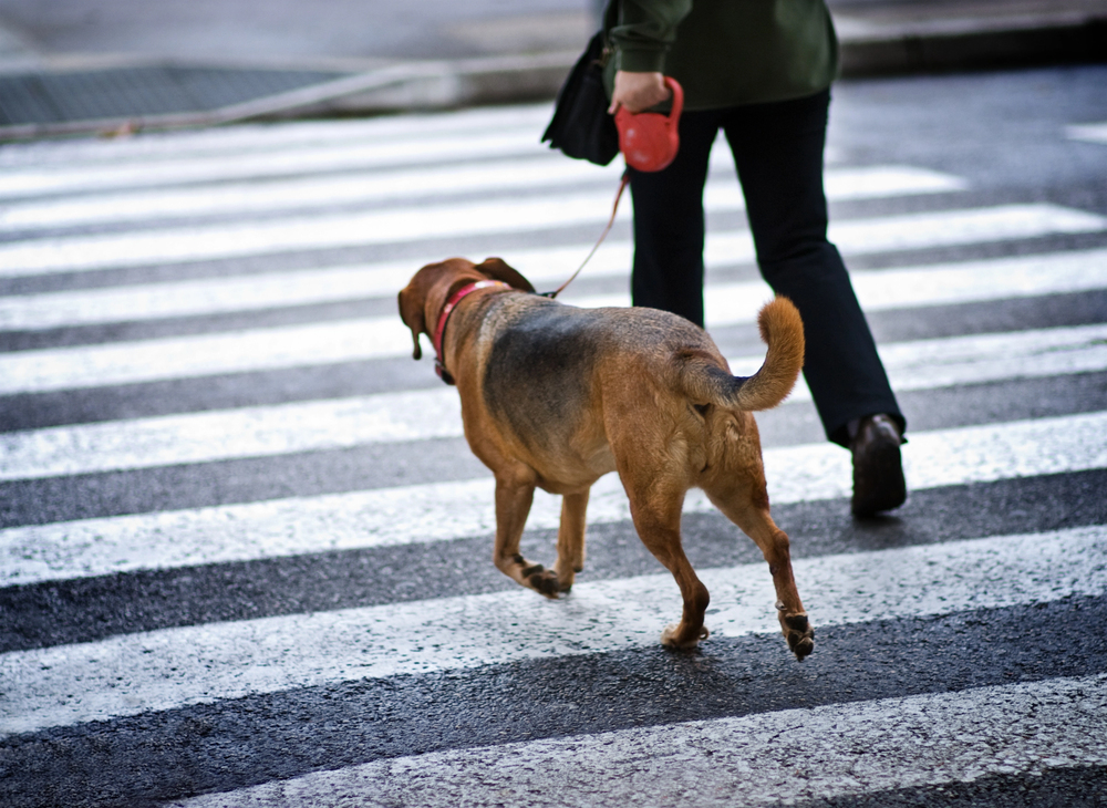 Afbeelding Let hier goed op als je met de hond naar de grote stad gaat