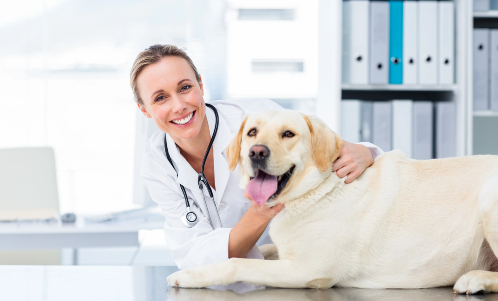 Afbeelding Waarom het belangrijk is om je hond regelmatig te ontwormen