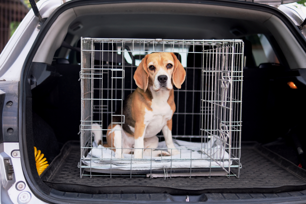 Afbeelding Veilig op vakantie met de verplichte autobench voor je hond